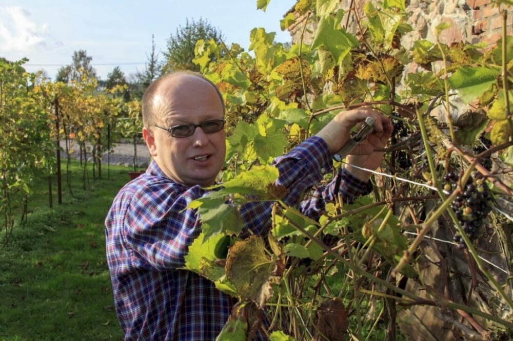 Winobranie w północnej Polsce? Dzięki pasji to możliwe 24 winobranie w północnej Polsce