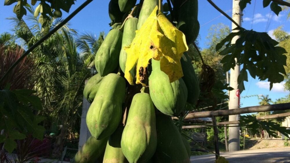 TOP 10 dań na Filipinach, których warto spróbować 18 10 TOP dań na Filipinach