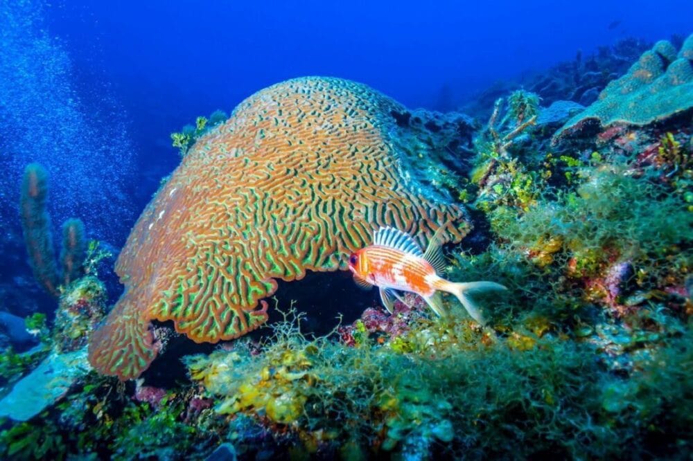 Nurkowanie Kuba - Playa Larga - co warto wiedzieć 42 brain coral na Kubie
