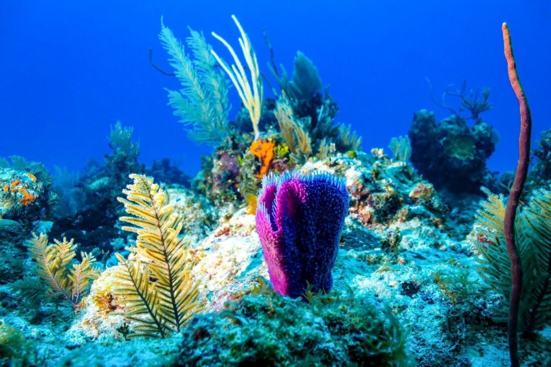 rafa koralowa na Kubie