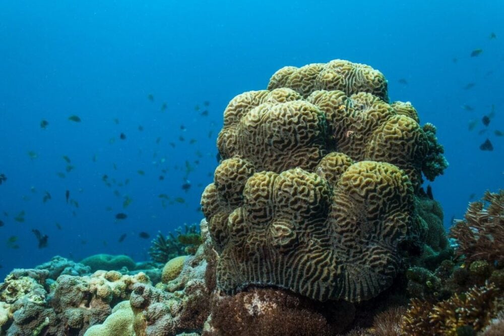 Nurkowanie na Filipinach - dlaczego chcemy wrócić na Balicasag ? 42 brain coral