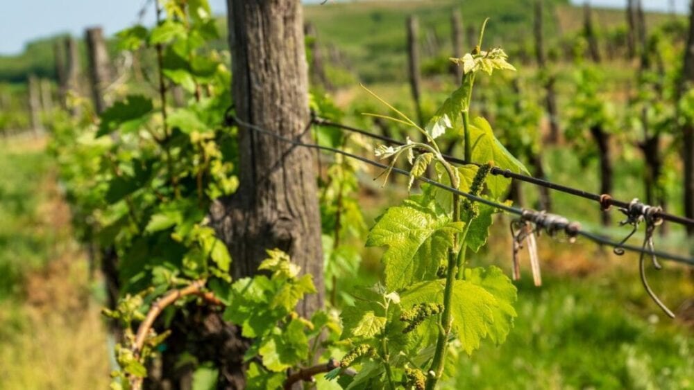 Dom Winny Szedmak Borhaz - Tokaj - czego nie wiecie a warto ... 19 Dom Winny Szedmak Borhaz
