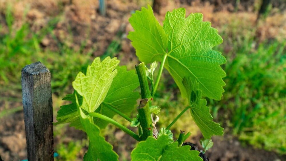 Dom Winny Szedmak Borhaz - Tokaj - czego nie wiecie a warto ... 32 winnica w Tokaju