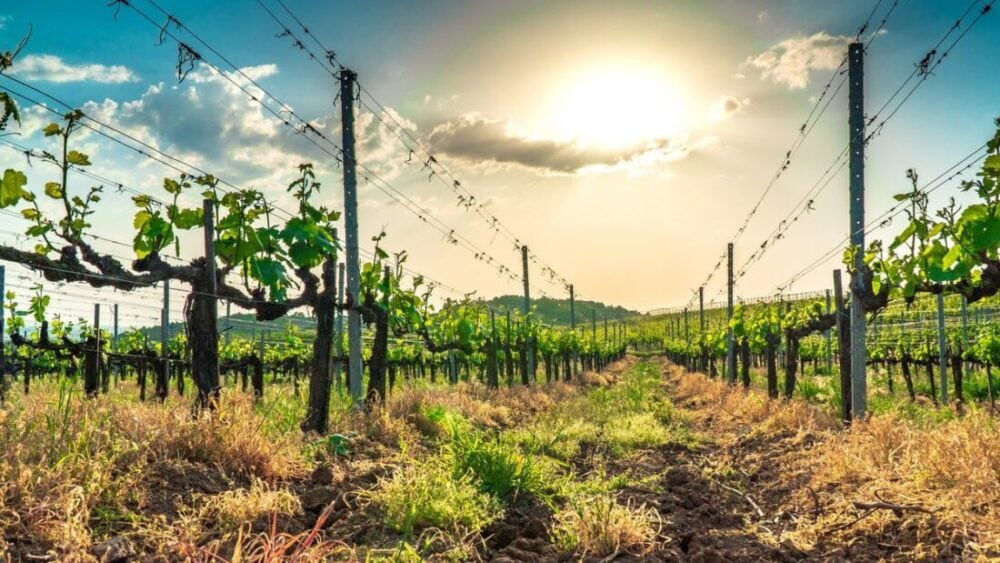 Dom Winny Szedmak Borhaz - Tokaj - czego nie wiecie a warto ... 18 Dom Winny Szedmak Borhaz