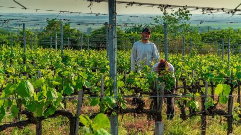 Dom Winny Szedmak Borhaz - Tokaj - czego nie wiecie a warto ... 30 winnica w Tokaju