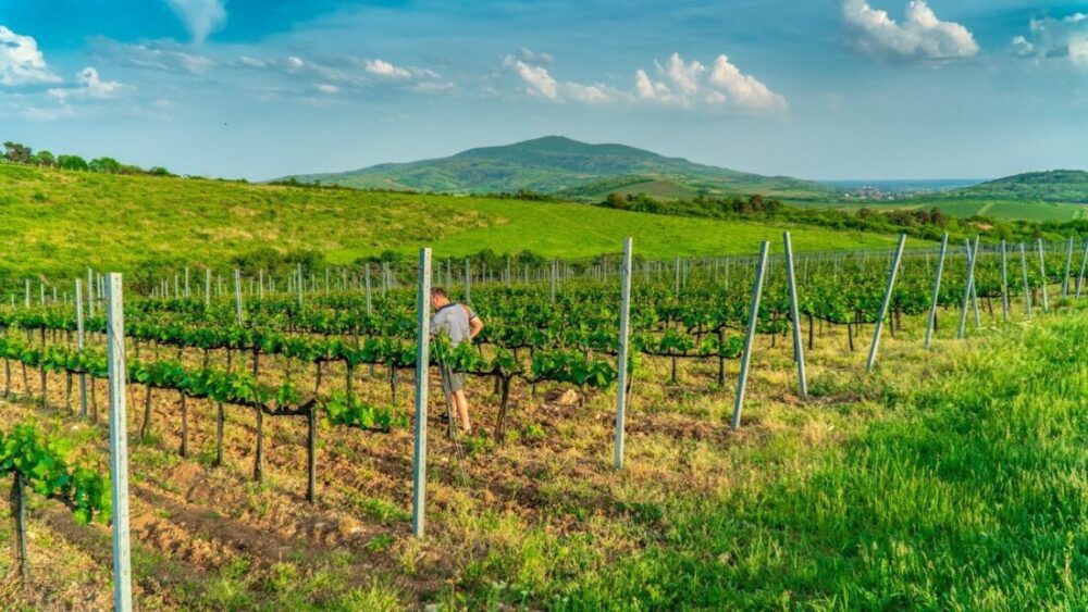 Dom Winny Szedmak Borhaz - Tokaj - czego nie wiecie a warto ... 9 Dom Winny Szedmak Borhaz