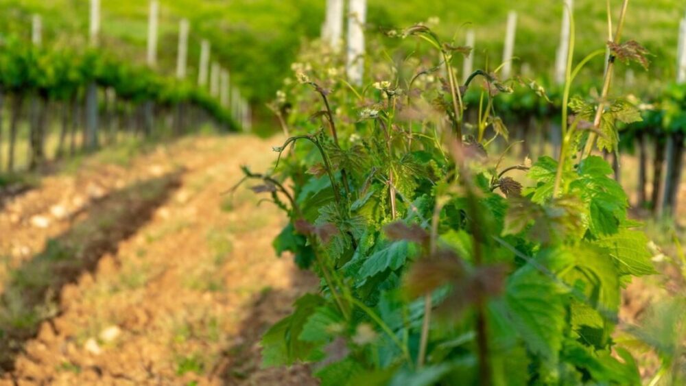 Dom Winny Szedmak Borhaz - Tokaj - czego nie wiecie a warto ... 31 winnica w Tokaju