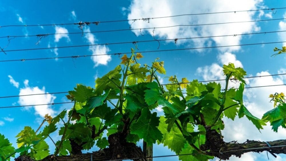 Dom Winny Szedmak Borhaz - Tokaj - czego nie wiecie a warto ... 29 winnica w Tokaju