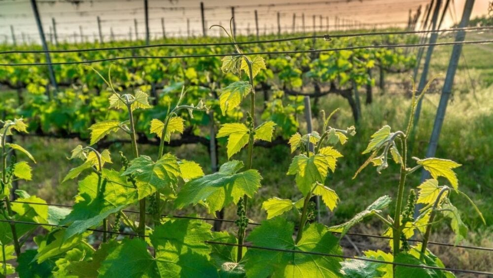 Dom Winny Szedmak Borhaz - Tokaj - czego nie wiecie a warto ... 6 Dom Winny Szedmak Borhaz