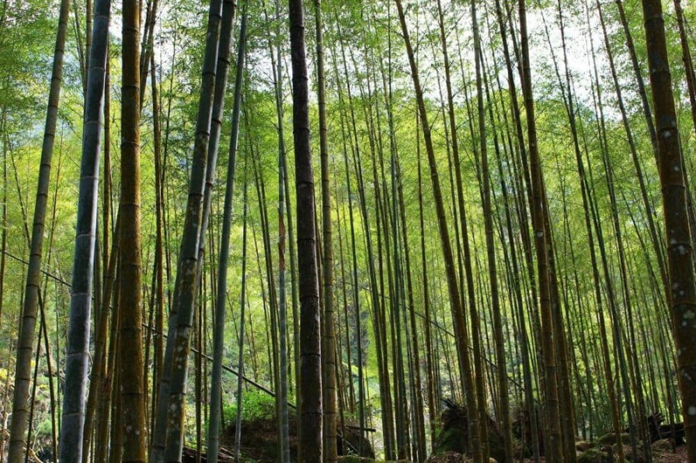 Tajwan czyli Formoza. Dlaczego piękna wyspa jest piękna? 17 tajwan czyli formoza