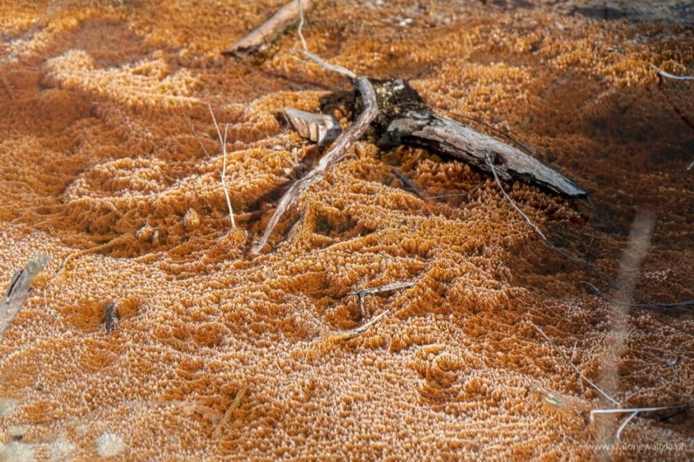 Rotorua i Te Puia - geotermalna stolica Nowej Zelandii 43 geotermalna stolica Nowej Zelandii