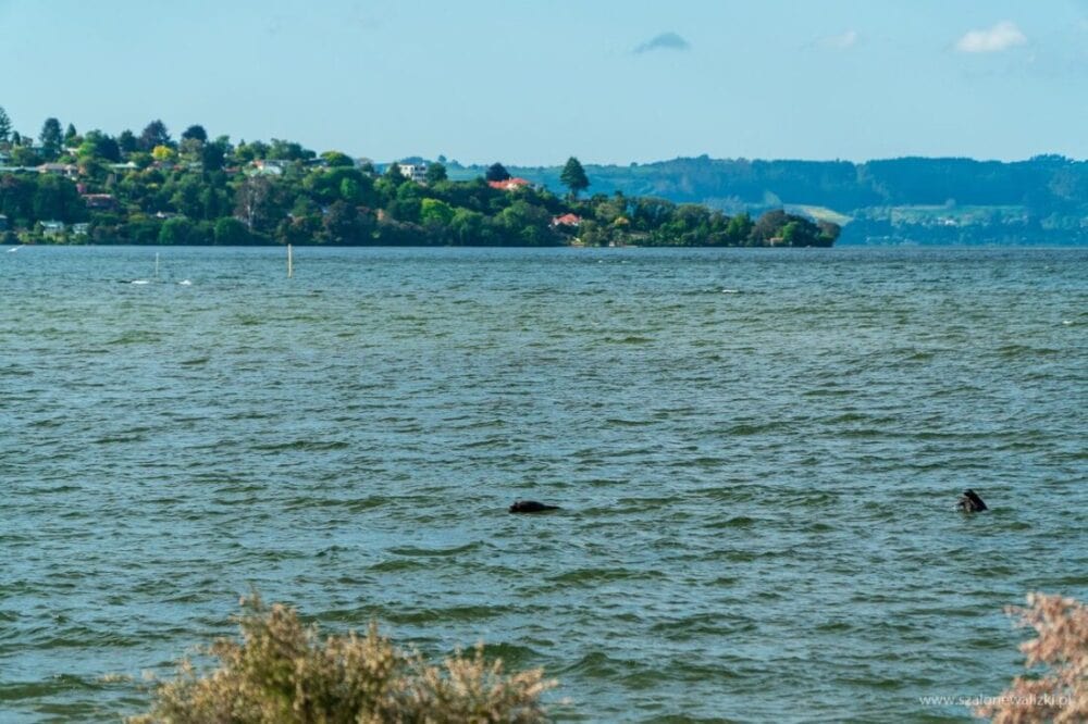 Rotorua i Te Puia - geotermalna stolica Nowej Zelandii 10 geotermalna stolica Nowej Zelandii