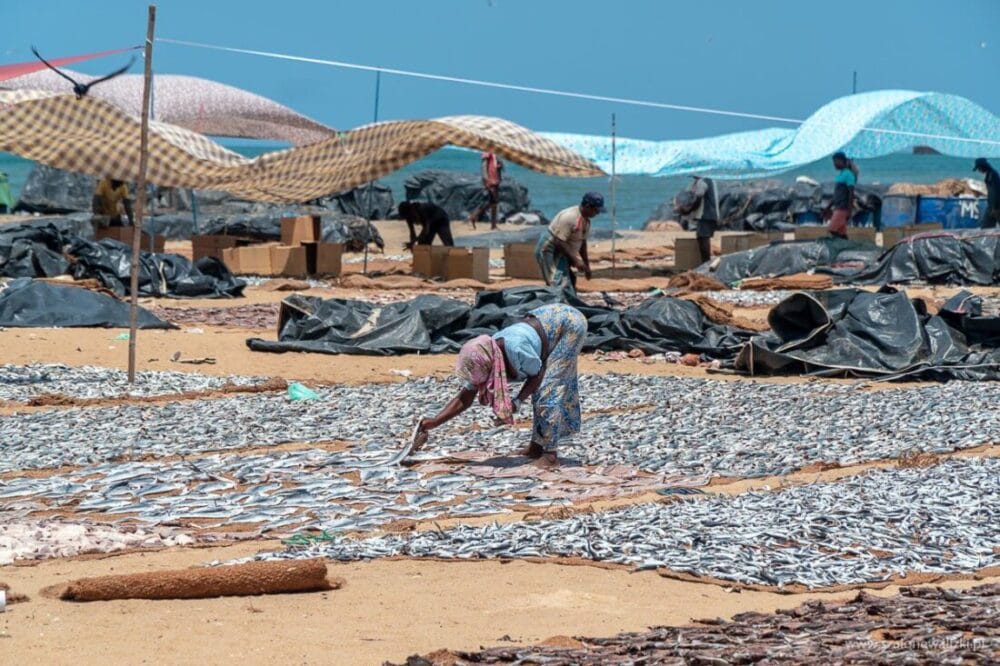 Polskie noclegi na Sri Lance i inne, które warto odwiedzić. 47 fish market w negombo