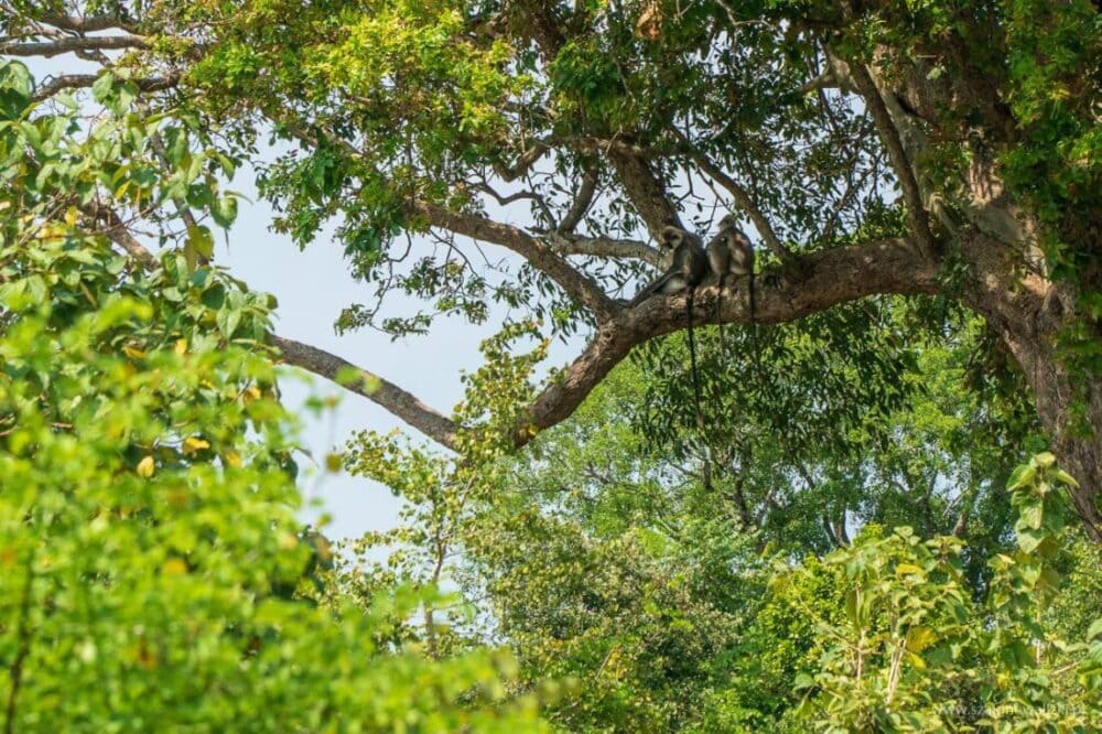 Park Narodowy Udawalawe - Sri Lanka - królestwo słoni 48 małpy