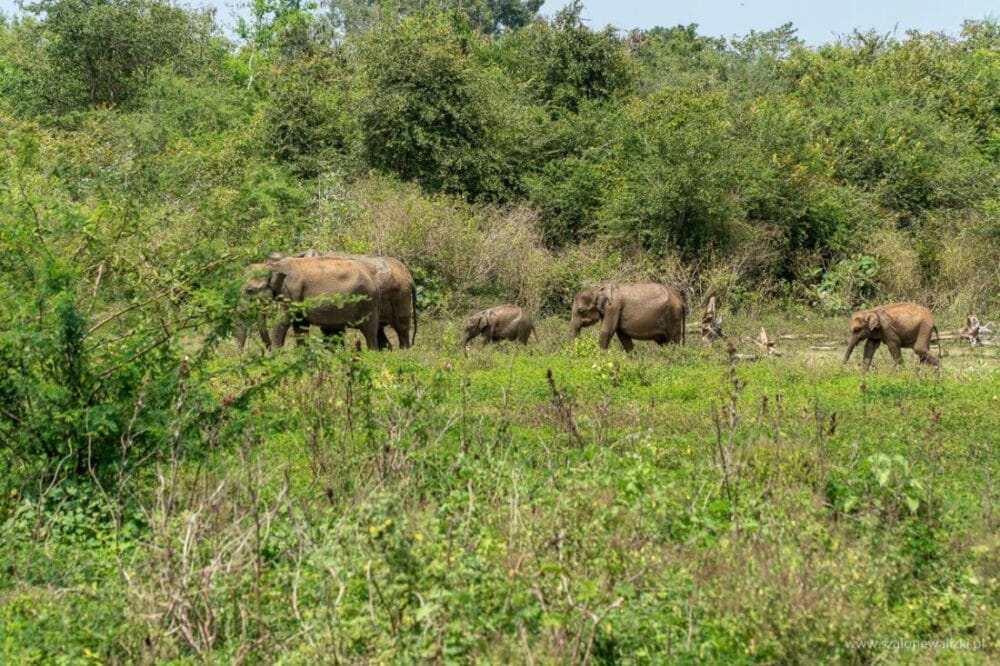 Park Narodowy Udawalawe - Sri Lanka - królestwo słoni 37 słonie indyjskie