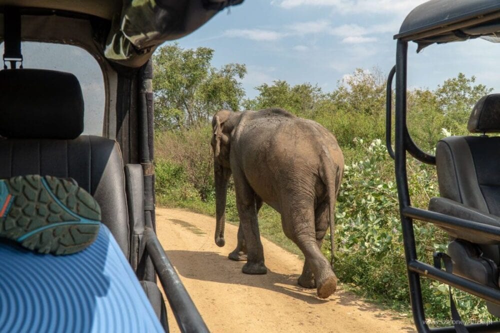 Park Narodowy Udawalawe - Sri Lanka - królestwo słoni 45 słonica indyjska