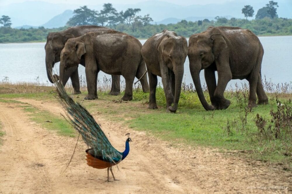 Park Narodowy Udawalawe - Sri Lanka - królestwo słoni 53 paw indyjski