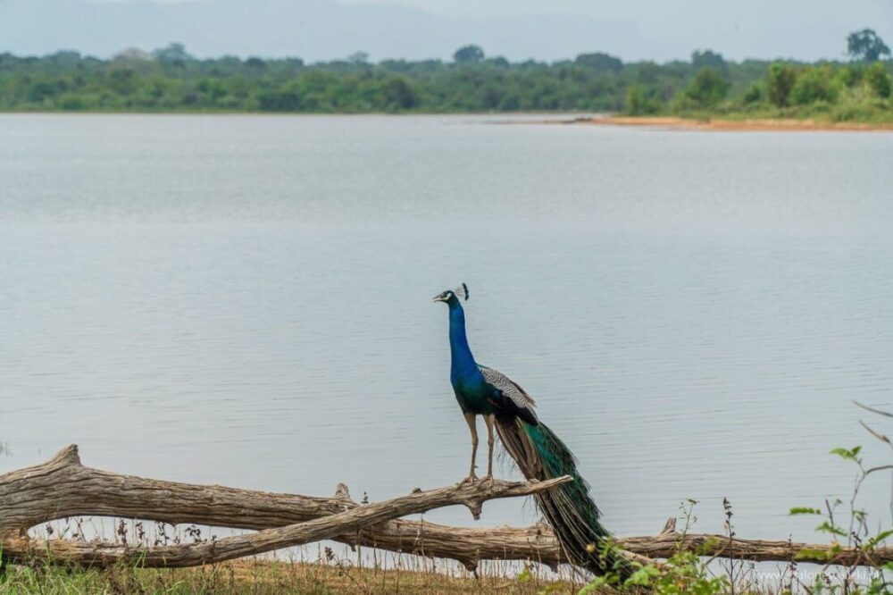 Park Narodowy Udawalawe - Sri Lanka - królestwo słoni 54 paw indyjski
