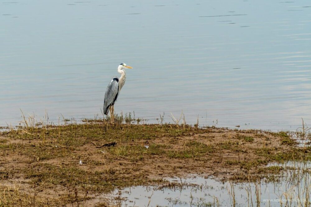 Park Narodowy Udawalawe - Sri Lanka - królestwo słoni 52 ptaki wodne