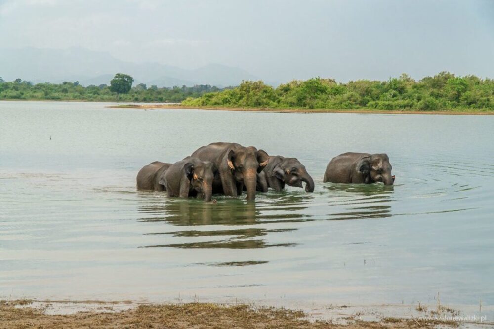 Park Narodowy Udawalawe - Sri Lanka - królestwo słoni 41 słonie indyjskie