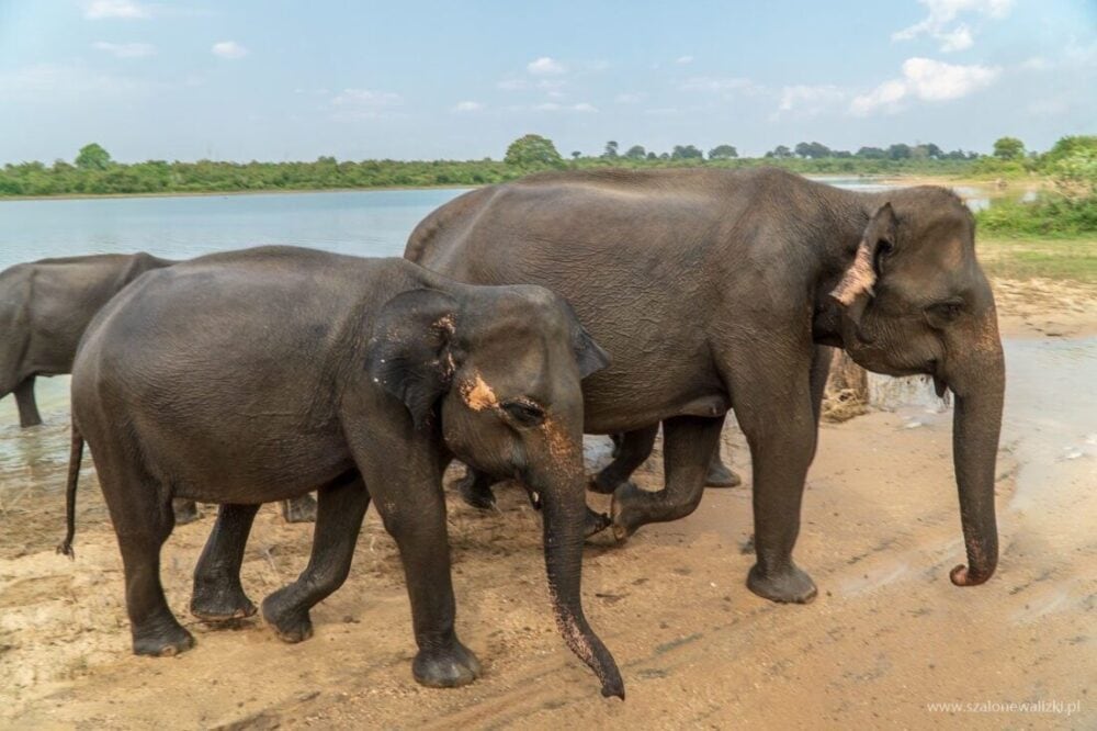 Park Narodowy Udawalawe - Sri Lanka - królestwo słoni 34 słonie indyjskie