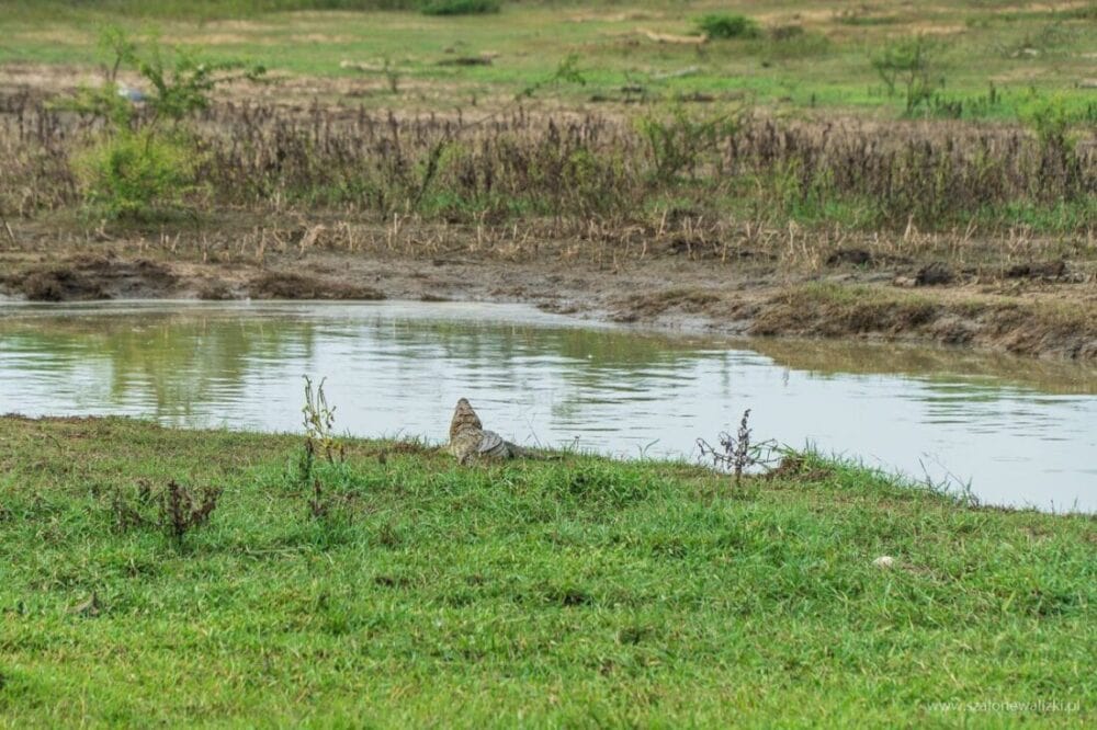 Park Narodowy Udawalawe - Sri Lanka - królestwo słoni 57 krokodyl