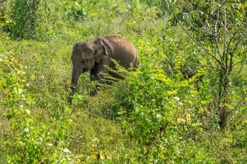 Park Narodowy Udawalawe - Sri Lanka - królestwo słoni 32 słoń indyjski