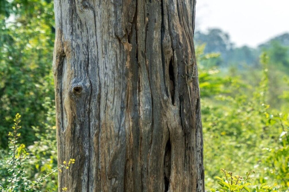 Park Narodowy Udawalawe - Sri Lanka - królestwo słoni 35 kameleon