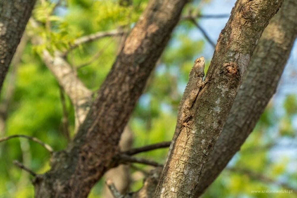 Park Narodowy Udawalawe - Sri Lanka - królestwo słoni 56 kameleon