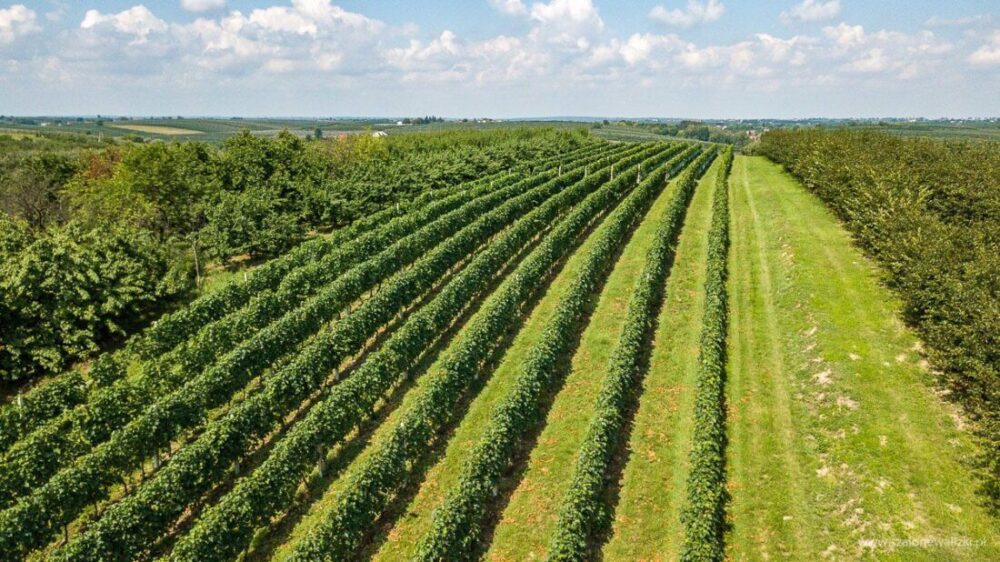 Winnica Nad Jarem koło Sandomierza. Hobby czy już pomysł na życie? 37 winnica nad jarem