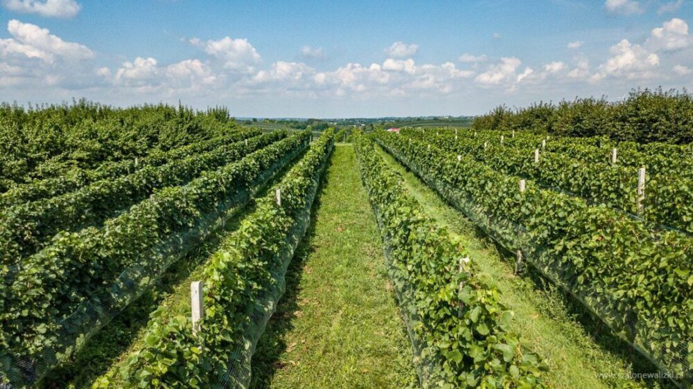 Winnica Nad Jarem koło Sandomierza. Hobby czy już pomysł na życie? 51 winnica nad jarem
