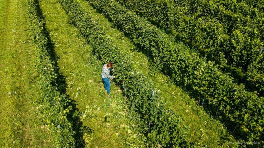Winnica Nad Jarem koło Sandomierza. Hobby czy już pomysł na życie? 41 winnica nad jarem