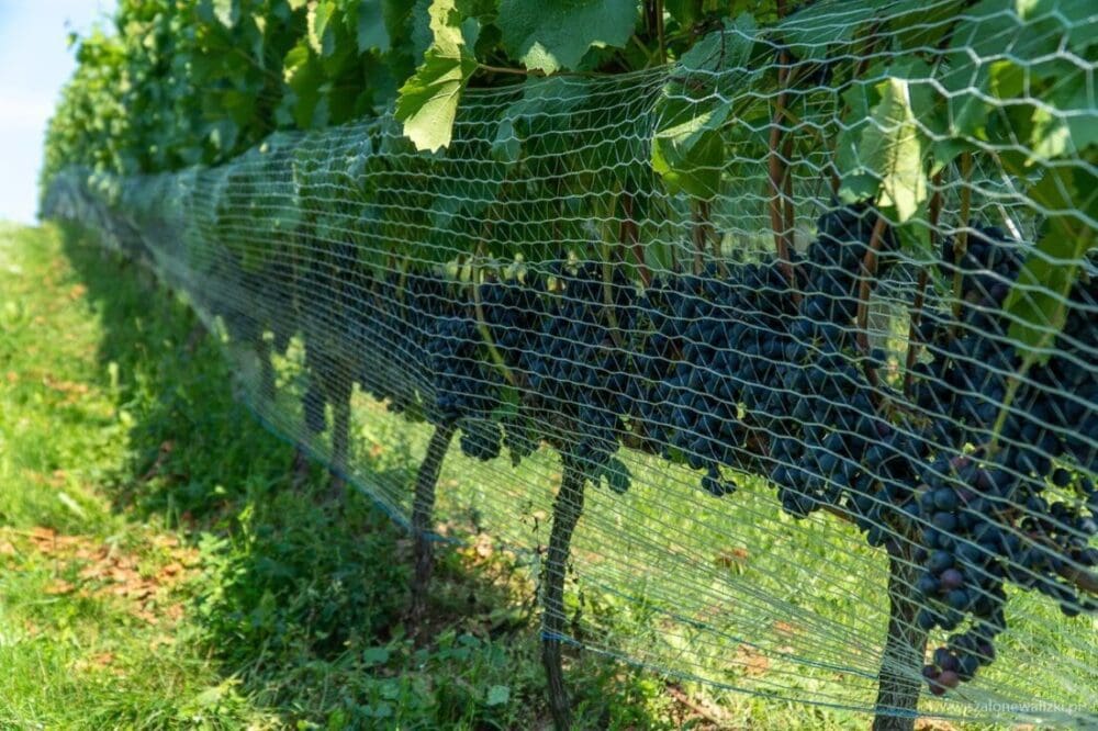 Winnica Nad Jarem koło Sandomierza. Hobby czy już pomysł na życie? 49 winnica nad jarem