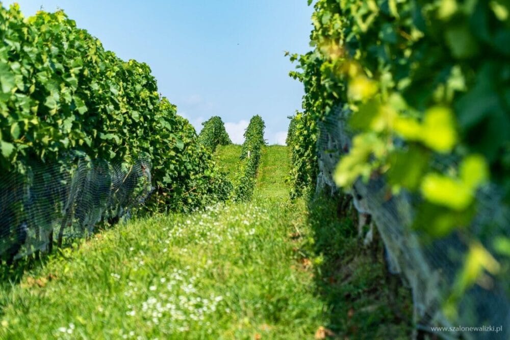 Winnica Nad Jarem koło Sandomierza. Hobby czy już pomysł na życie? 42 winnica nad jarem