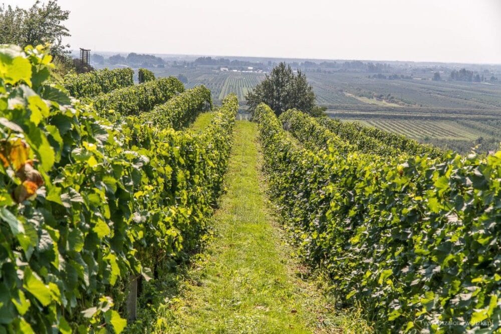 Winnica Nad Jarem koło Sandomierza. Hobby czy już pomysł na życie? 39 winnica nad jarem
