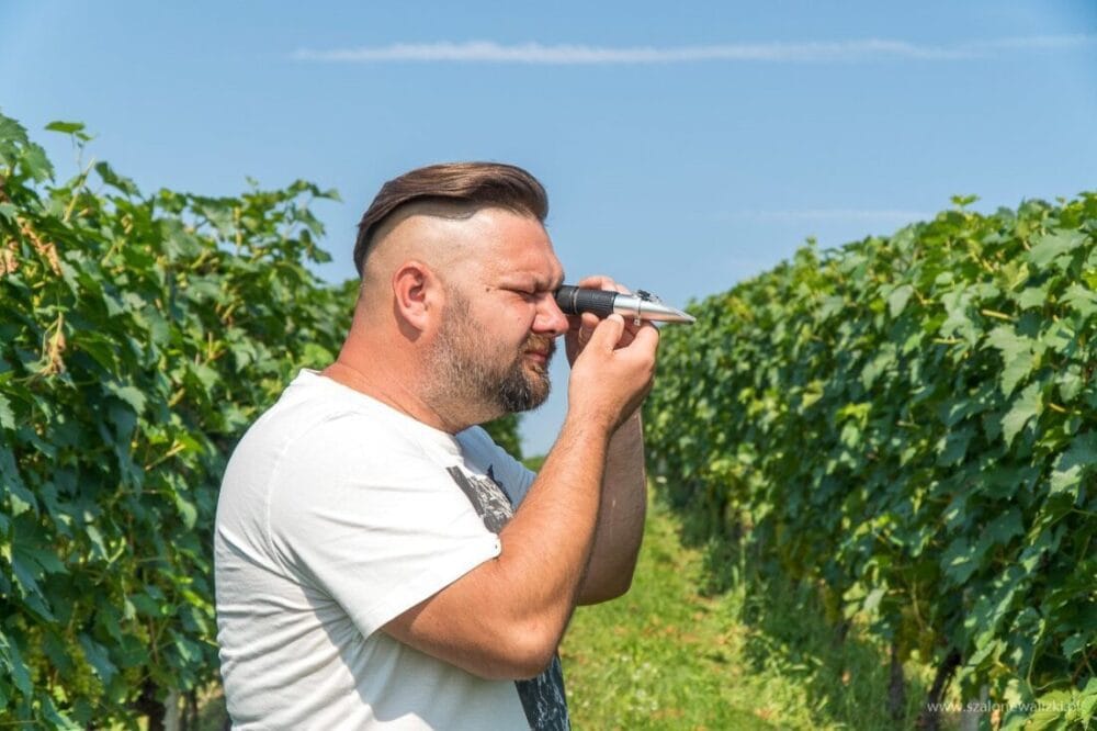 Winnica Nad Jarem koło Sandomierza. Hobby czy już pomysł na życie? 60 Mateusz Paciura w winnicy