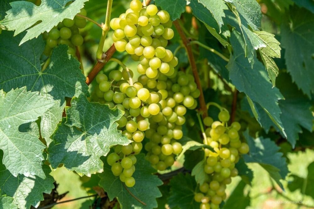 Winnica Nad Jarem koło Sandomierza. Hobby czy już pomysł na życie? 52 muscat odeski