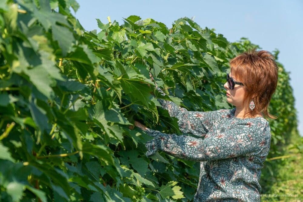 Winnica Nad Jarem koło Sandomierza. Hobby czy już pomysł na życie? 56 Sylwia Paciura w winnicy