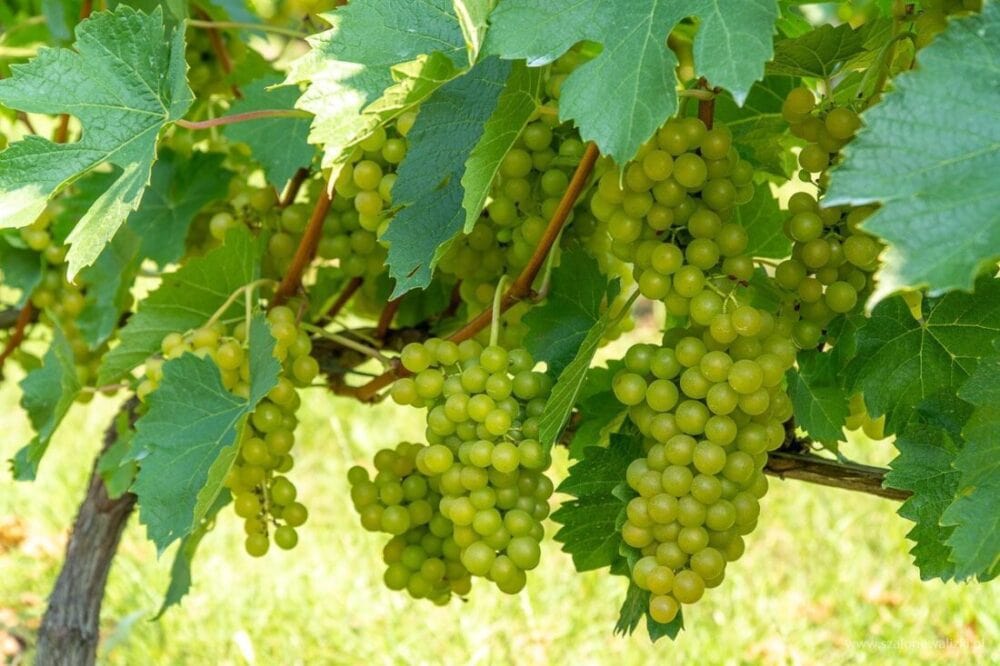 Winnica Nad Jarem koło Sandomierza. Hobby czy już pomysł na życie? 59 muscat odeski