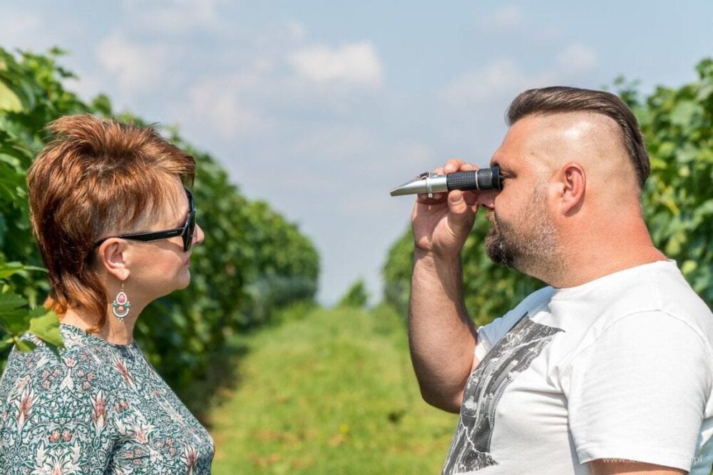 Winnica Nad Jarem koło Sandomierza. Hobby czy już pomysł na życie? 40 winnica nad jarem
