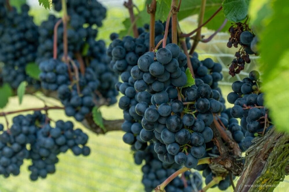 Winnica Nad Jarem koło Sandomierza. Hobby czy już pomysł na życie? 47 odmiana winogron regent