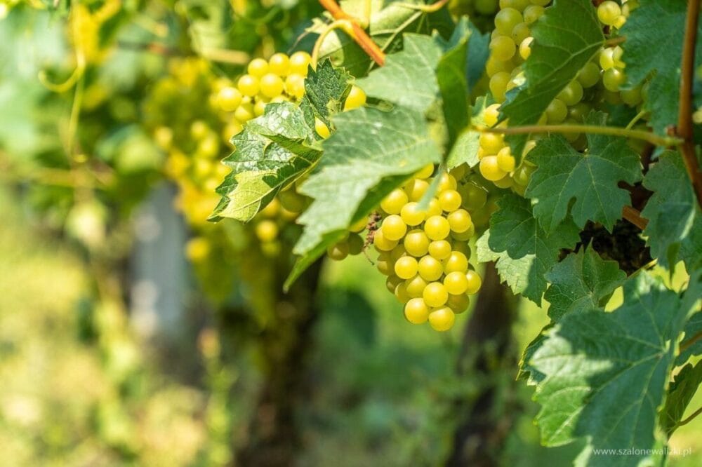 Winnica Nad Jarem koło Sandomierza. Hobby czy już pomysł na życie? 44 muscat odeski