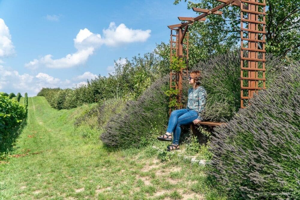 Winnica Nad Jarem koło Sandomierza. Hobby czy już pomysł na życie? 61 wypoczynek w winnicy