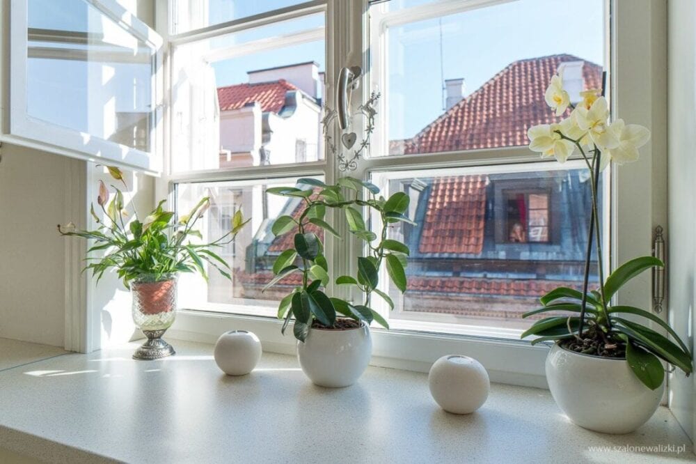 Royal Warsaw Apartment - dobry nocleg na Starym Mieście w Warszawie 25 kwiaty w apartamencie w Warszawie