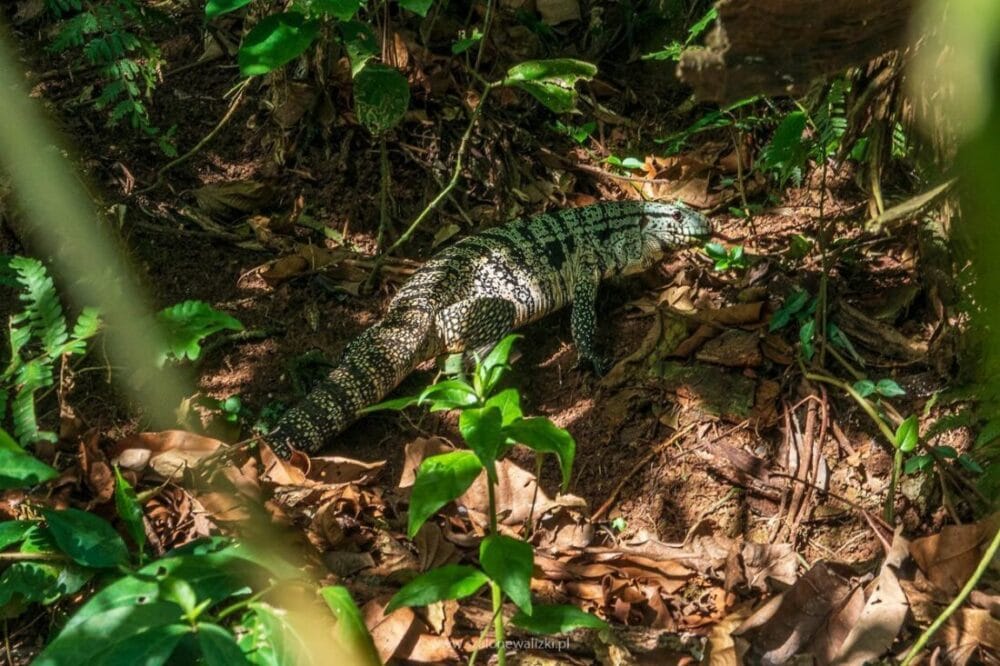 Iguazu - przewodnik po najpiękniejszym wodospadzie świata 47 iguazu