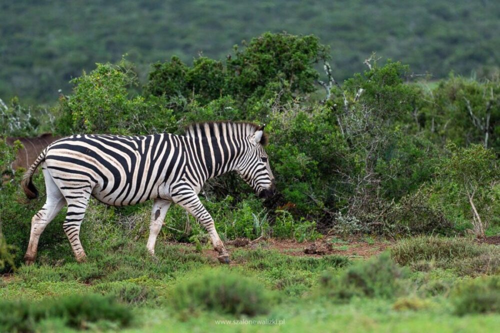 addo park