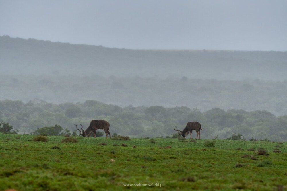 kudu