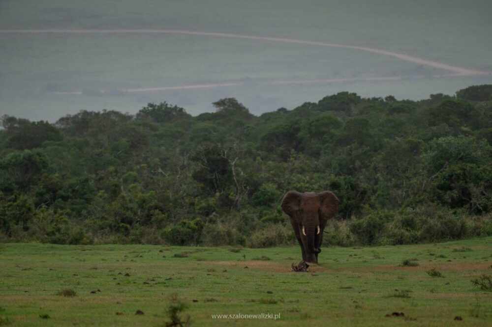 addo park