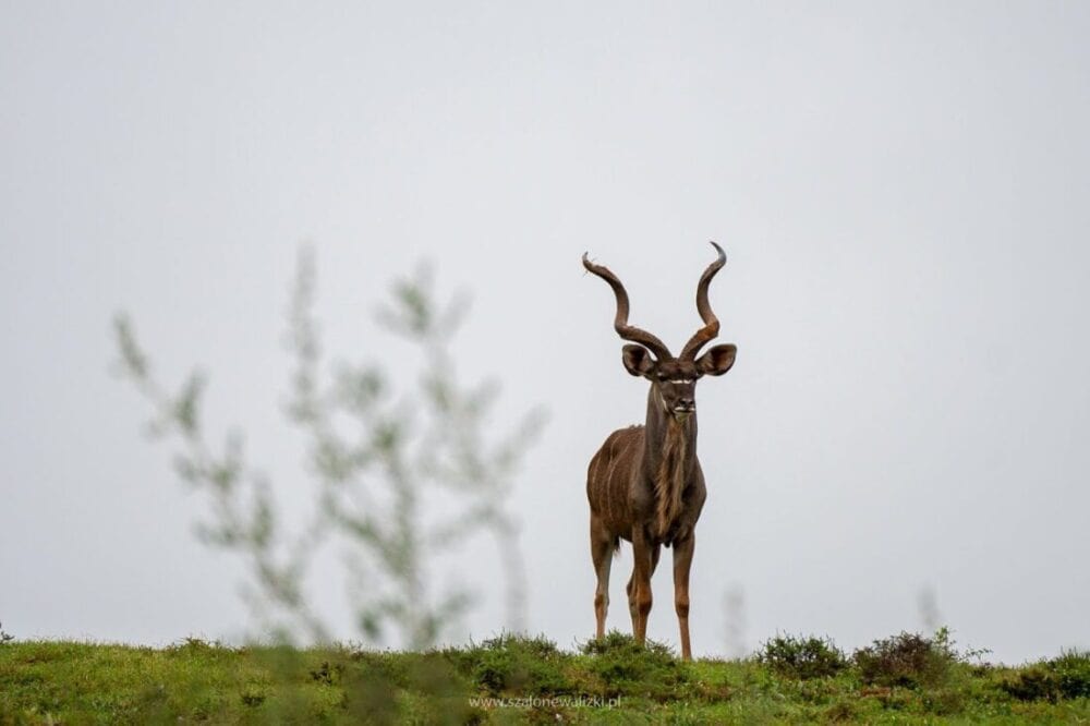 kudu