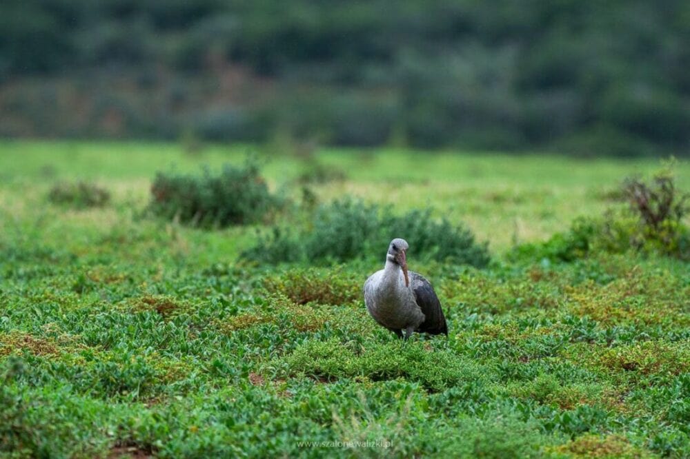 ibis